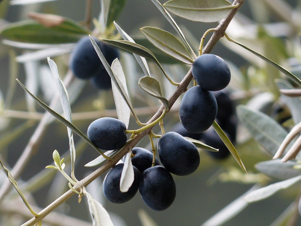 Kan man Plantera Olivkärnor?