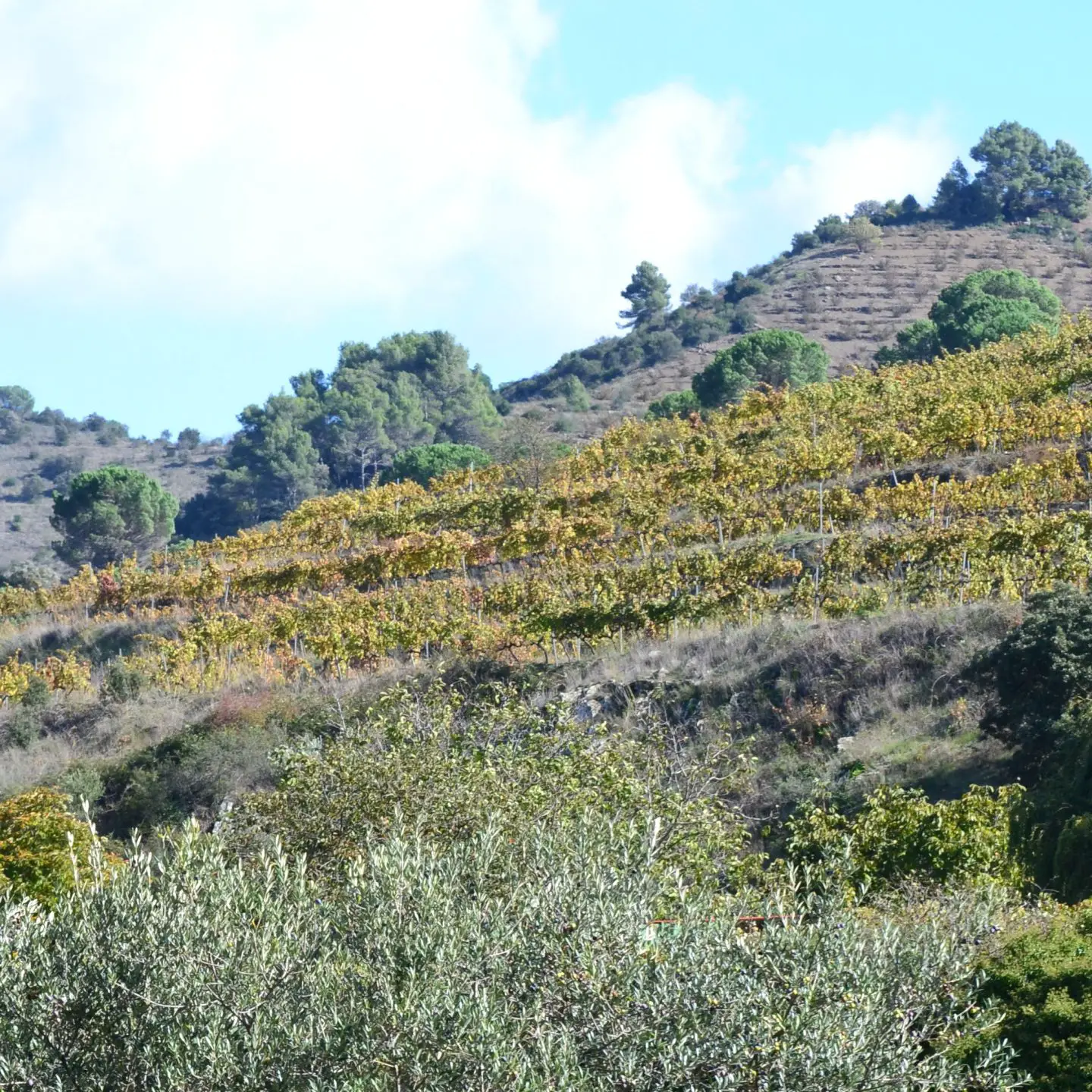 Priorat and 5 other wine regions in Spain you may have never heard of